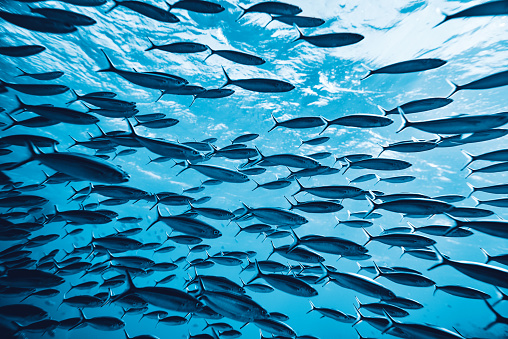 Fish Vpn சிறந்த VPN மென்பொருள் | ஒப்பீடு